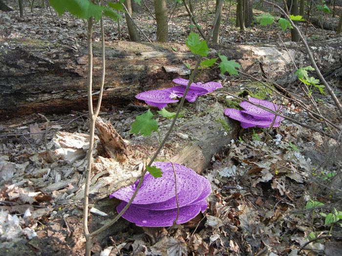 UFO Wald am Müggelsee